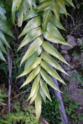 Asplenium lepidotum. Fertile pinnate lamina with serrate margins.
 Image: L.R. Perrie © Te Papa CC BY-NC 3.0 NZ